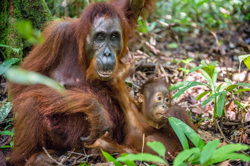 Orangutan baby and mother. Mother and cub in a natural habitat. Bornean orangutan  in the wild nature. Rainforest of Island Borneo. Indonesia.