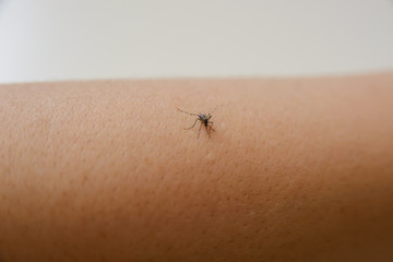common house mosquito sucking human blood
