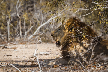 African lion in Kruger National park, South Africa