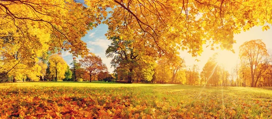 Poster de jardin Arbres arbres aux feuilles multicolores dans le parc