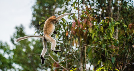 Proboscis Monkey, jumping on a tree in the wild green rainforest on Borneo Island. The proboscis monkey (Nasalis larvatus) or long-nosed monkey. Tropical Rainforest of Borneo Island. Indonesia
