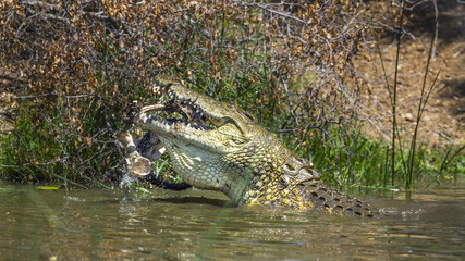 Nile crocodile in Kruger National park, South Africa