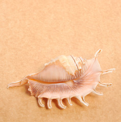 Shell