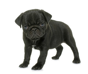 puppy black pug