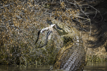 Nile crocodile in Kruger National park, South Africa