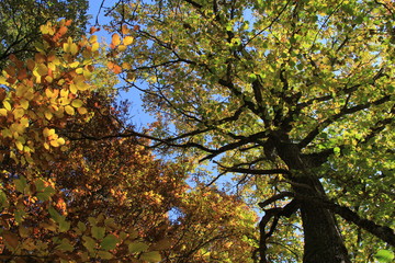 chêne en automne