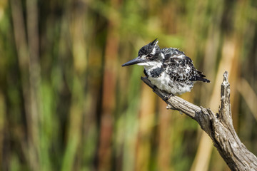 Pied kingfisher in Kruger National park, South Africa