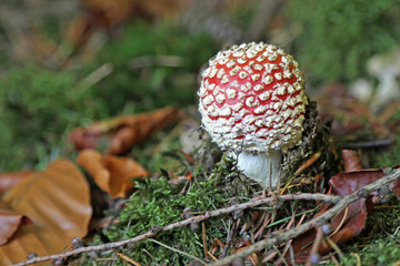 Kleiner Fliegenpilz