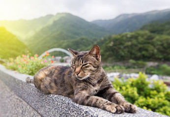 Brown cat at Houtong Cat Village,Ruifang district ,New Taipei ,Taiwan