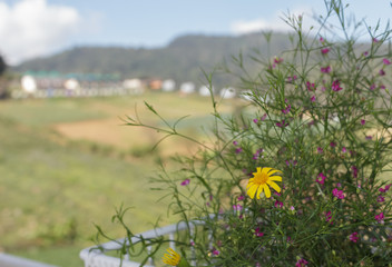 Yellow flowers with beautiful scenery.