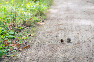 Pine cones fallen from a tree