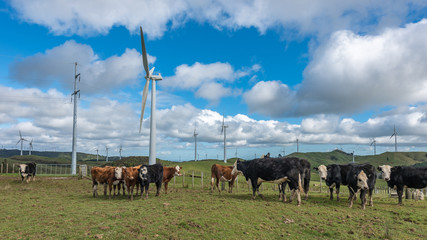 Cows in front of a wind farm in New Zealand
