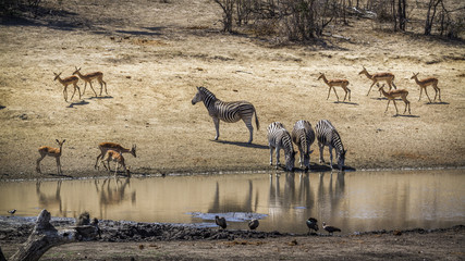 Fototapeta na wymiar Plains zebra and common impala in Kruger National park, South Africa