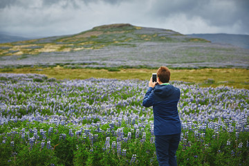 Beautiful Icelandic landscape with woman in a field of lupins in the foreground and the mountains and the fjords and the ocean in the background