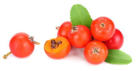red rowan berries with green leaf isolated on white background. macro
