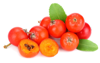 red rowan berries with green leaf isolated on white background. macro