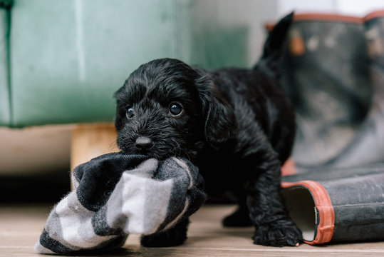 Puppy eating sock