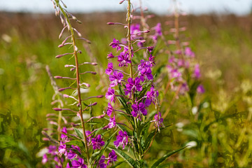 Field with green grass and flowers Ivan-tea.