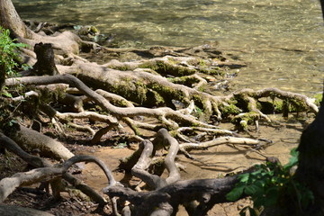 Mangrove, racines d'arbre, racines entremêlées, racines dans l'eau, Jura, France