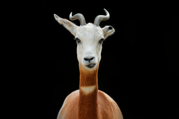 Dama gazelle, addra gazelle, or mhorr gazelle, Nanger dama, detail portrait with horn. Animal from...