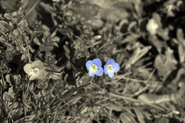 véronica persica, fleurs bleues sur fond en noir et blanc, Alsace, France