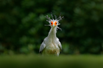Secretary Bird, Sagittarius serpentarius, Portrait of nice grey bird of prey with orange face,...