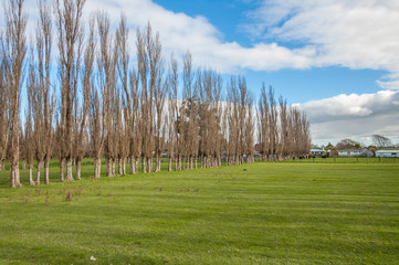 Trees planted in a line on a green meadow