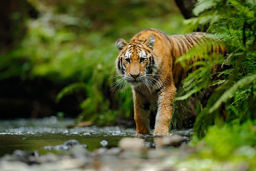 Naklejka premium Tygrys amurski chodzenie w wodzie rzeki. Niebezpieczne zwierzę, tajga, Rosja. Zwierzę w strumieniu zielonego lasu. Szary kamień, kropla rzeki. Tygrys syberyjski plusk wody. Scena dzikiej przyrody tygrysa, dziki kot, siedlisko przyrody.