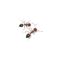 ants on white background