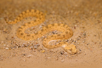 Saharan horned desert viper, Cerastes cerastes, sand, Northern Africa. Supraorbital 