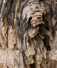 wooden background