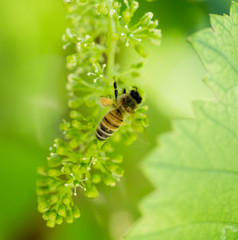 bee on the green grapes
