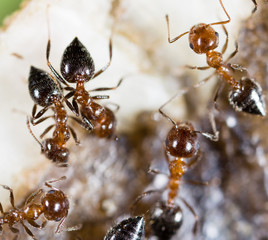 small ants in nature. macro