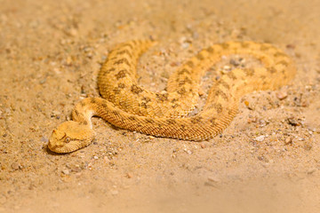 Saharan horned desert viper, Cerastes cerastes, sand, Northern Africa. Supraorbital 