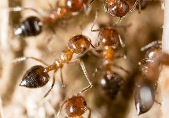 small ants in nature. macro