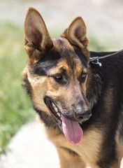 a portrait of a thoroughbred dog