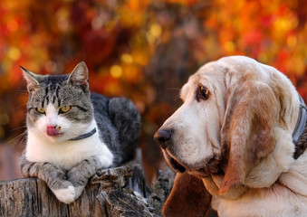Dog and cat with autumn backgrounds - 176949943