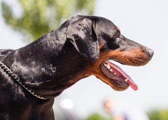 a portrait of a thoroughbred dog