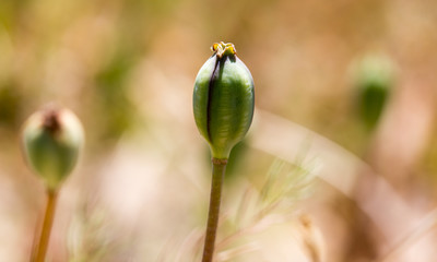 closed flower bud of opium poppy in nature