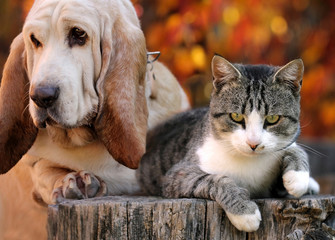 Dog and kitten with autumn backgrounds - 176949991