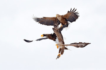 Eagle fight with fish. Winter scene, birds of prey. Big eagles, snow sea. Flight White-tailed eagle, Hokkaido, Japan, Asia. Action wildlife scene on sky. Eagle in fly.  Three eagles. Animal behaviour