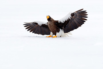 Steller's sea eagle, Haliaeetus pelagicus, flying bird of prey, with blue sea water, Hokkaido, Japan. Wildlife action behaviour scene. Morning sun. Winter Japan with snow. Beautiful cold nature.