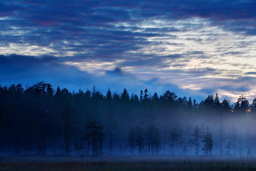 Magic foggy landscape, forest with fog after sunset. Fall landscape with pine. Wildlife nature in Finland. Blue sky with clouds. Twilight in tajga. Landscape with foggy meadow, after rain.