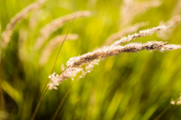 ears of grass on autumn in nature