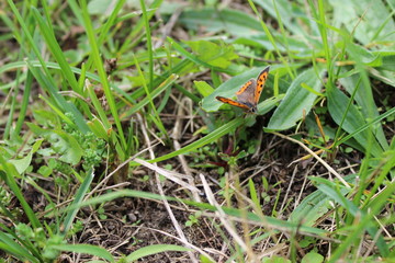 schmetterling