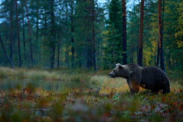 Bear near the lake. Autumn trees with bear. Beautiful brown bear walking around lake with fall colours, dark night. Dangerous animal in nature wood, meadow habitat. Wildlife habitat from Finland.