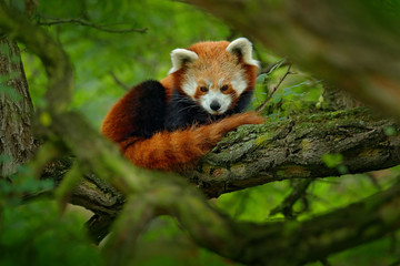 Obraz premium Red panda lying on the tree with green leaves. Cute panda bear in forest habitat. Wildlife scene in nature, Chengdu, Sichuan, China. Tree branch with red fur animal. Dark wood with panda bear.