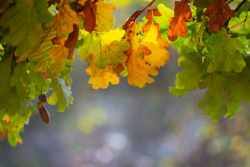closeup dry oak tree branch in a forest