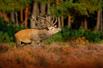 Red deer, rutting season in NP Hoge Veluwe,  Netherlands. Deer stag, bellow majestic powerful adult animal outside wood, big animal in forest habitat,  Wildlife scene, nature. Animal autumn behaviour.