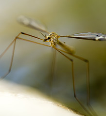 a large mosquito by the river in the nature